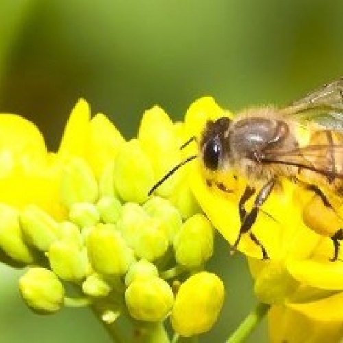 生物分析